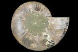 Cut & Polished Ammonite Fossil (Half) - Madagascar #158013-1